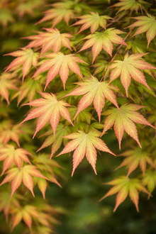 Acer shirasawanum 'Autumn Moon'