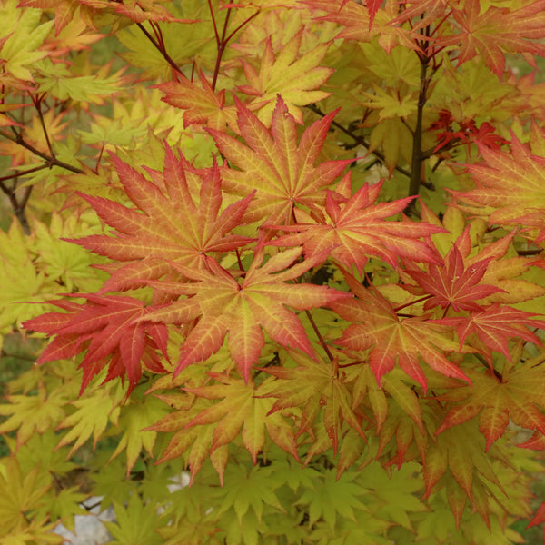Acer shirasawanum 'Autumn Moon'