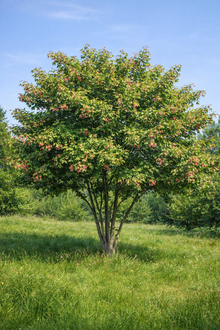 Acer Ginnala