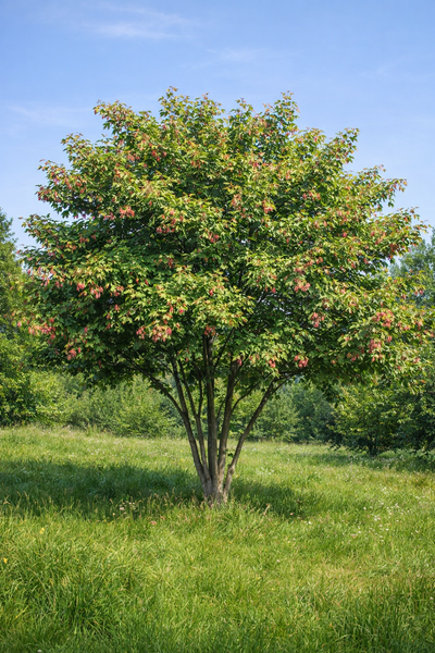 Acer ginnala