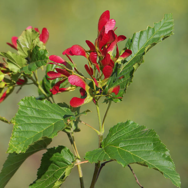 Acer tataricum 'Hot Wings'