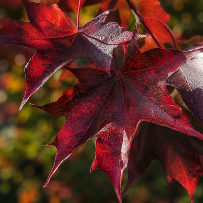 Acer truncatum × platanoides 'Crimson Sunset'