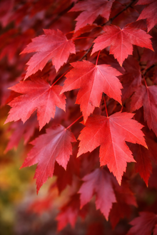 Acer × freemanii ‘Autumn Blaze’