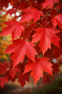 Acer × freemanii 'Autumn Fantasy'