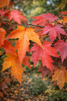 Érable de Freeman Sienna Glen® (<em>Acer</em> × <em>freemanii</em> ‘Sienna’)