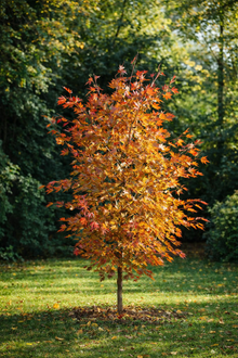 Acer × pseudosieboldianum 'Alpenglow'