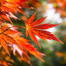 Acer × pseudosieboldianum 'Alpenglow'
