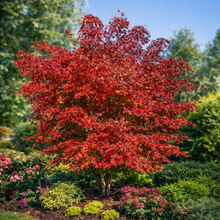 Acer × pseudosieboldianum 'Arctic Jade'
