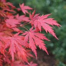 Acer × pseudosieboldianum 'Arctic Jade'