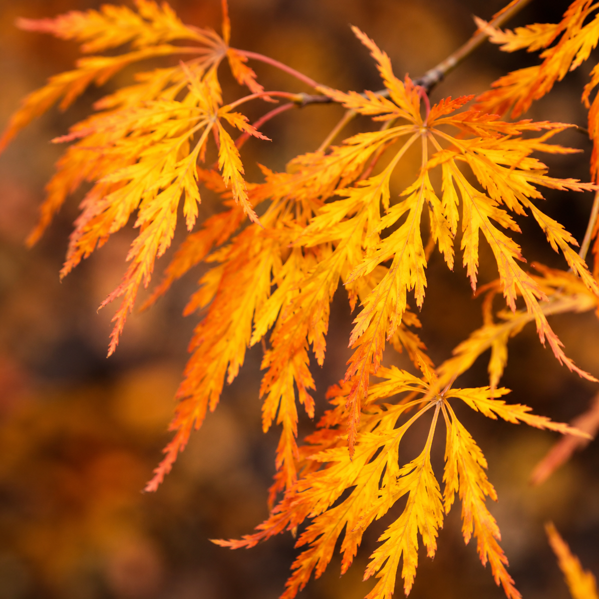 Érable hybride Cascadia (Acer × pseudosieboldianum ‘Cascadia’)
