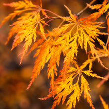 Érable hybride Cascadia (<em>Acer</em> × <em>pseudosieboldianum</em> ‘Cascadia’)