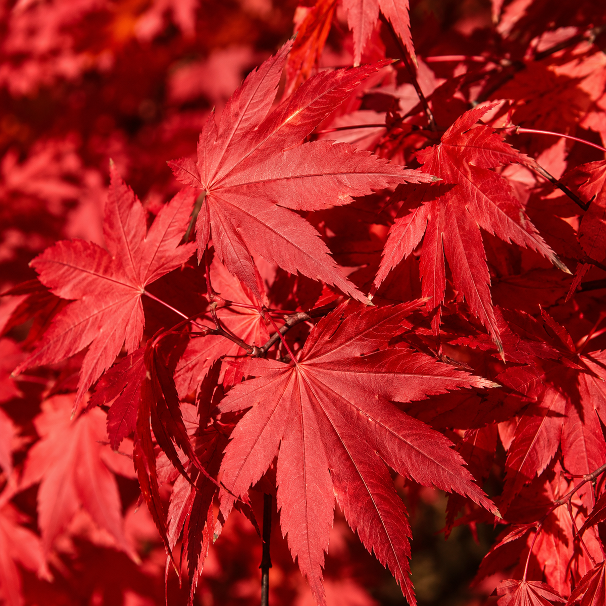 Érable hybride Final Fire® (Acer × pseudosieboldianum ‘IsFinFi’)