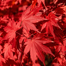 Érable hybride Final Fire® (<em>Acer</em> × <em>pseudosieboldianum</em> ‘IsFinFi’)