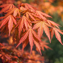 Acer × pseudosieboldianum 'First Flame'