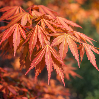 Acer × pseudosieboldianum 'First Flame'