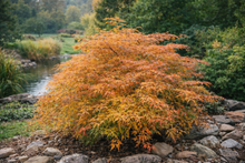 Acer × pseudosieboldianum 'Ice Dragon'