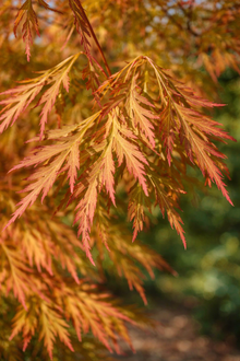 Acer × pseudosieboldianum 'Ice Dragon'