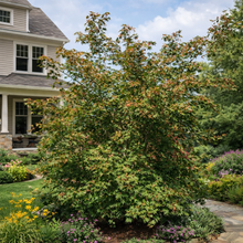 Acer × pseudosieboldianum 'North Wind'