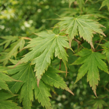 Acer × pseudosieboldianum 'North Wind'