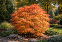 Acer × pseudosieboldianum 'Origami'
