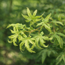Acer × pseudosieboldianum 'Origami'