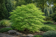 Acer × pseudosieboldianum 'Origami'