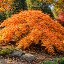 Acer × pseudosieboldianum 'Wabi Sabi'