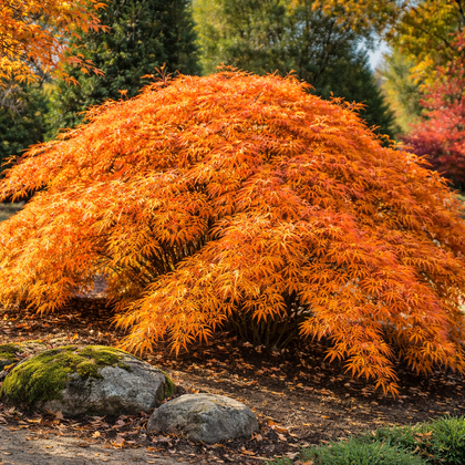 Acer × pseudosieboldianum 'Wabi Sabi'