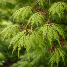 Acer × pseudosieboldianum 'Wabi Sabi'