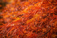 Acer × pseudosieboldianum 'Wabi Sabi'