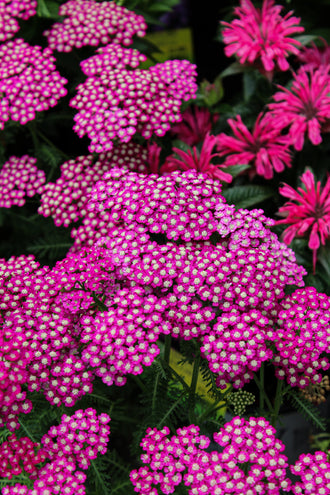 Achillée 'New Vintage Violet'. De petites fleurs forment de larges têtes plates au sommet, sur des tiges ramifiées. Les pétales magenta soutenu créent un vif contraste avec les détails qui les entourent. Des points pâles forment les cœurs des petites fleurs sur les têtes plates colorées. Les plantes et fleurs voisines ajoutent au fond des formes et des couleurs diverses. La vue large montre un groupe dense de fleurs répétées à travers la photo.