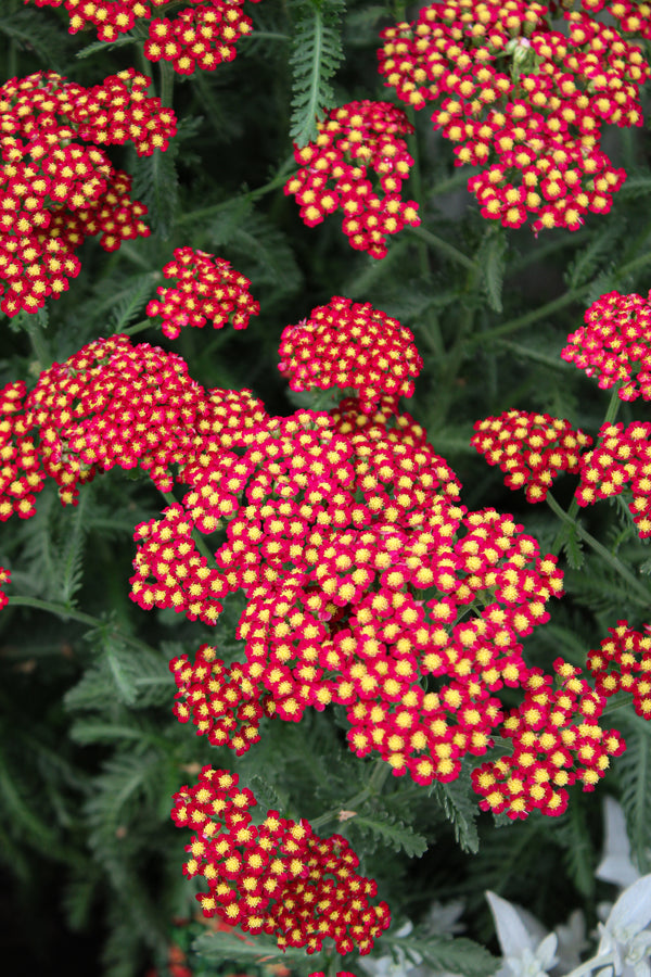 Achillea 'Sassy Summer Sangria'