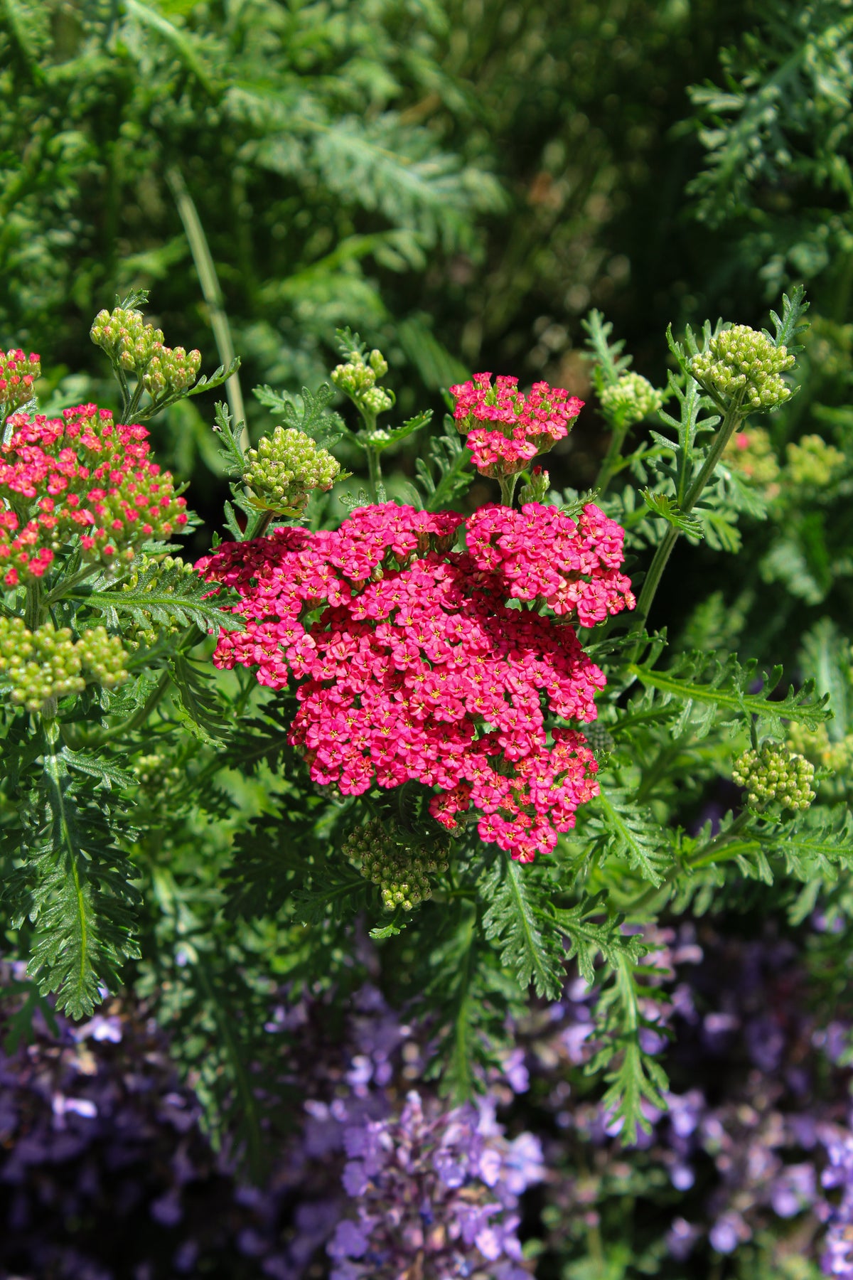 Achillée ‘Sassy Summer Taffy’