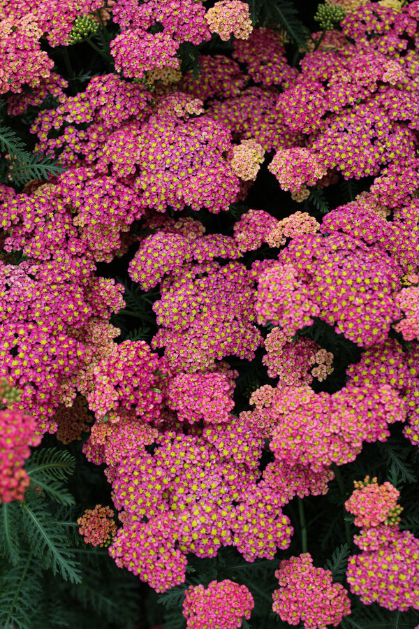 Achillea 'Sassy Summer Taffy'