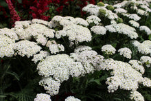 Achillea 'Firefly Diamond'