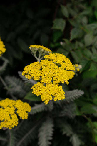 Achillée 'Moonshine'. De petites fleurs forment de larges têtes plates au sommet, sur des tiges ramifiées. Les pétales jaunes ressortent dans la vue, avec des zones ombragées près du centre. Un petit insecte ailé repose près du bord supérieur d'une tête florale jaune. Les feuilles gris-vert forment la base sous les petites fleurs et tiges dressées. La fleur principale est nette sur le fond flou, où les couleurs se mêlent.