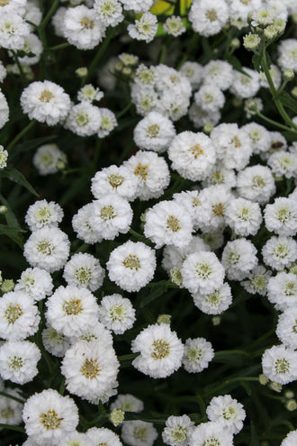 Achillée 'Peter Cottontail'. Les pétales fins forment des fleurs pleines, au cœur dense et au contour frangé. Les pétales blancs captent la lumière, avec de douces ombres grises entre leurs plis. Les pétales internes sont serrés les uns contre les autres au cœur plein. Des feuilles vertes apparaissent autour des fleurs et entre les tiges de la photo. La vue large montre un groupe dense de fleurs répétées à travers la photo.