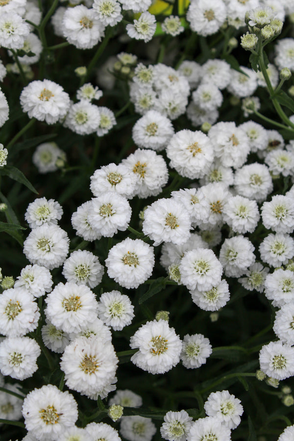Achillea 'Peter Cottontail'
