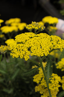 Achillea 'Sassy Summer Lemon'