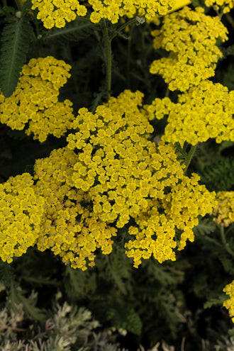 Achillée 'Sassy Summer Lemon'. De petites fleurs forment de larges têtes plates au sommet, sur des tiges ramifiées. Les pétales jaunes ressortent dans la vue, avec des zones ombragées près du centre. Les petites fleurs ouvertes se répètent en groupes serrés, avec des boutons près de certaines parties. Des feuilles vertes apparaissent autour des fleurs et entre les tiges de la photo. La vue large montre un groupe dense de fleurs répétées à travers la photo.