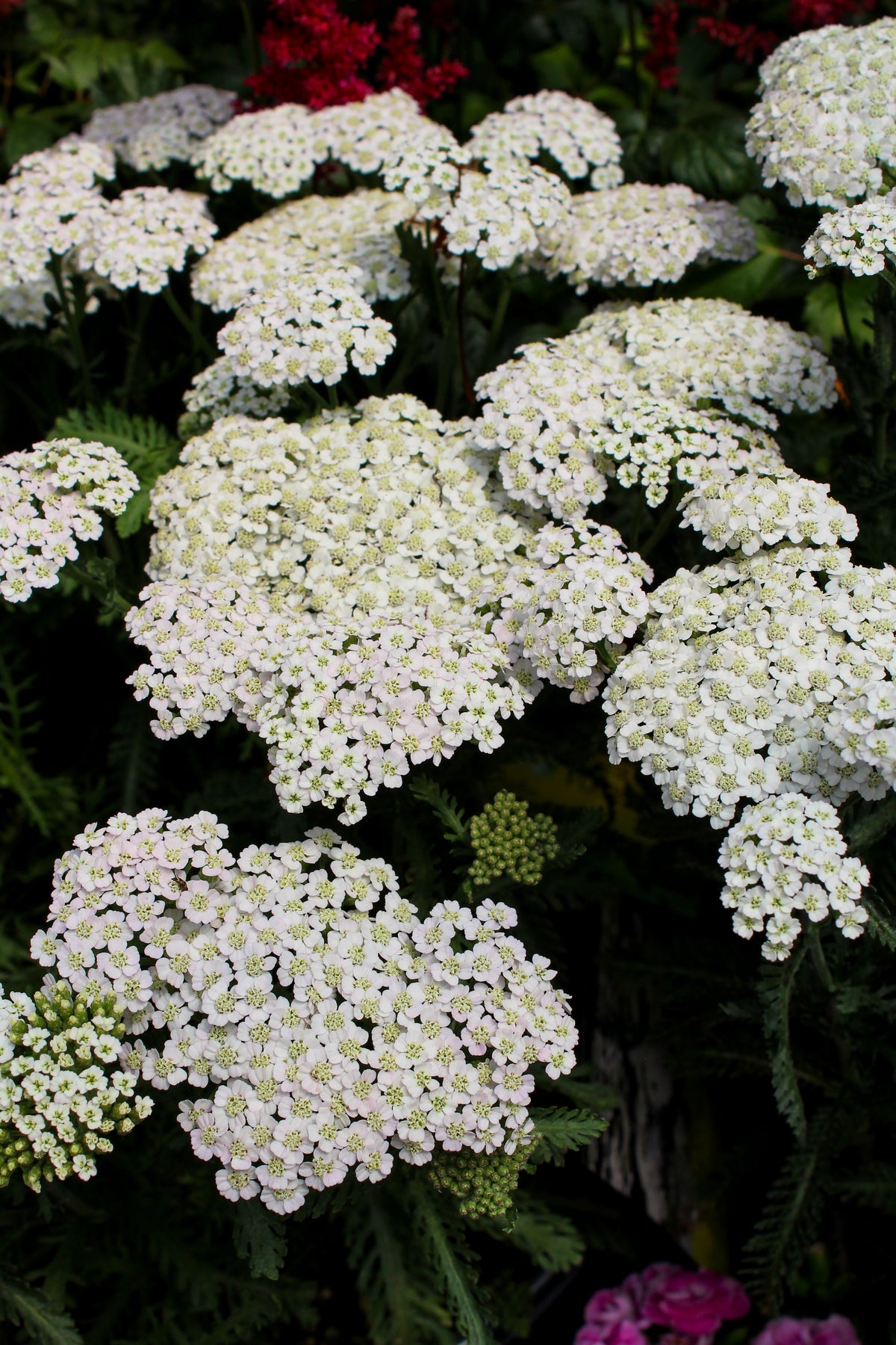 Achillée 'Firefly Diamond'. De petites fleurs forment de larges têtes plates au sommet, sur des tiges ramifiées. Les pétales blancs captent la lumière, avec de douces ombres grises entre leurs plis. Les petites fleurs ouvertes se répètent en groupes serrés, avec des boutons près de certaines parties. Des feuilles vertes apparaissent autour des fleurs et entre les tiges de la photo. La vue large montre un groupe dense de fleurs répétées à travers la photo.