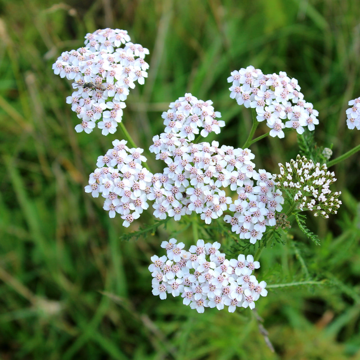 Image officielle de Achillée millefolium, Achillea millefolium, associée au petit sachet de.