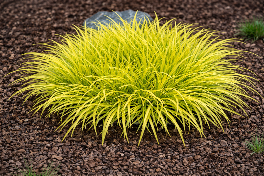 Acorus 'Pusillus Minimus Aureus'