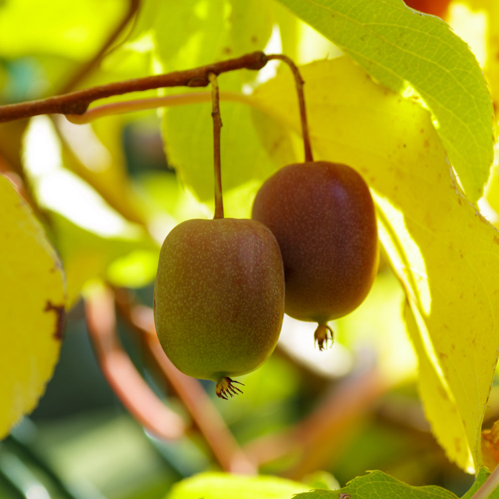 Actinidia arguta 'Anna'