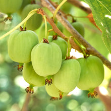 Actinidia arguta 'Issai'