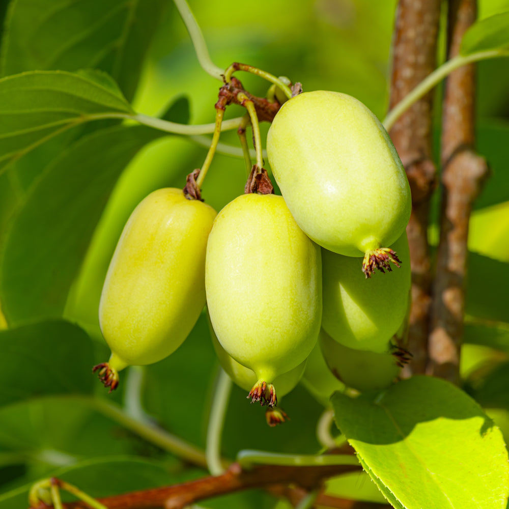 Actinidia arguta 'Meader'