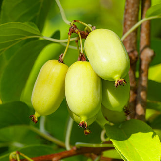 Kiwi rustique autofertile ‘Meader’ (Actinidia arguta)