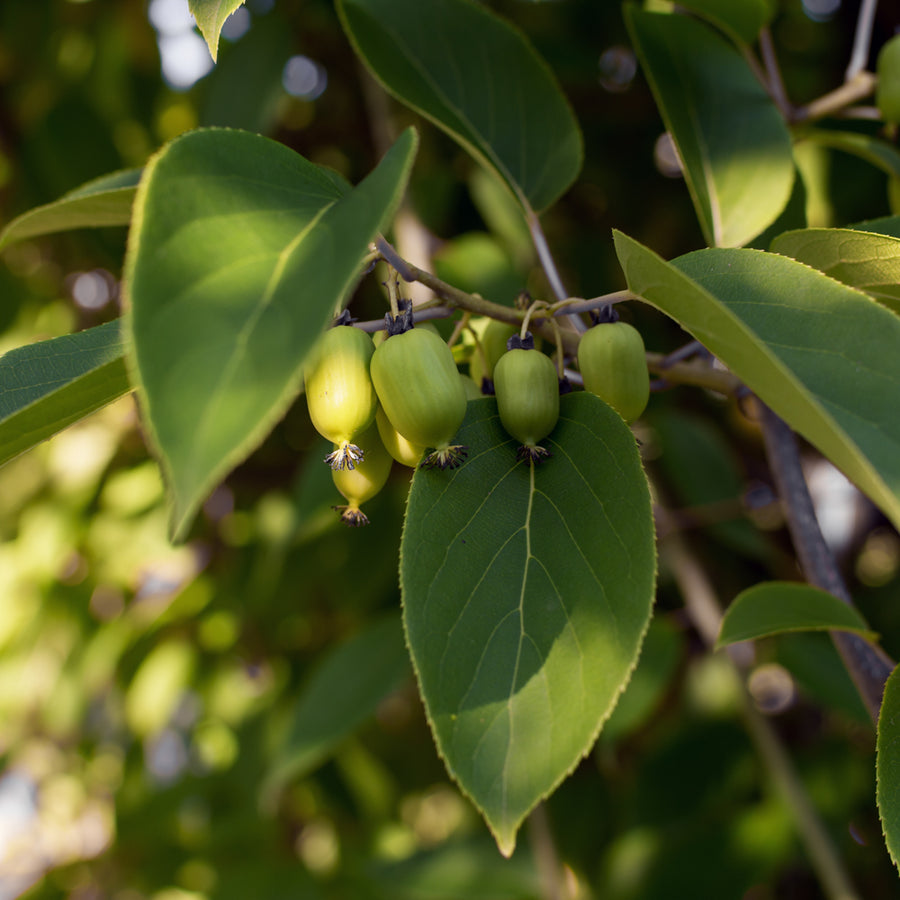 Actinidia arguta 'Prolific'