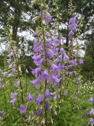 Lilyleaf ladybells