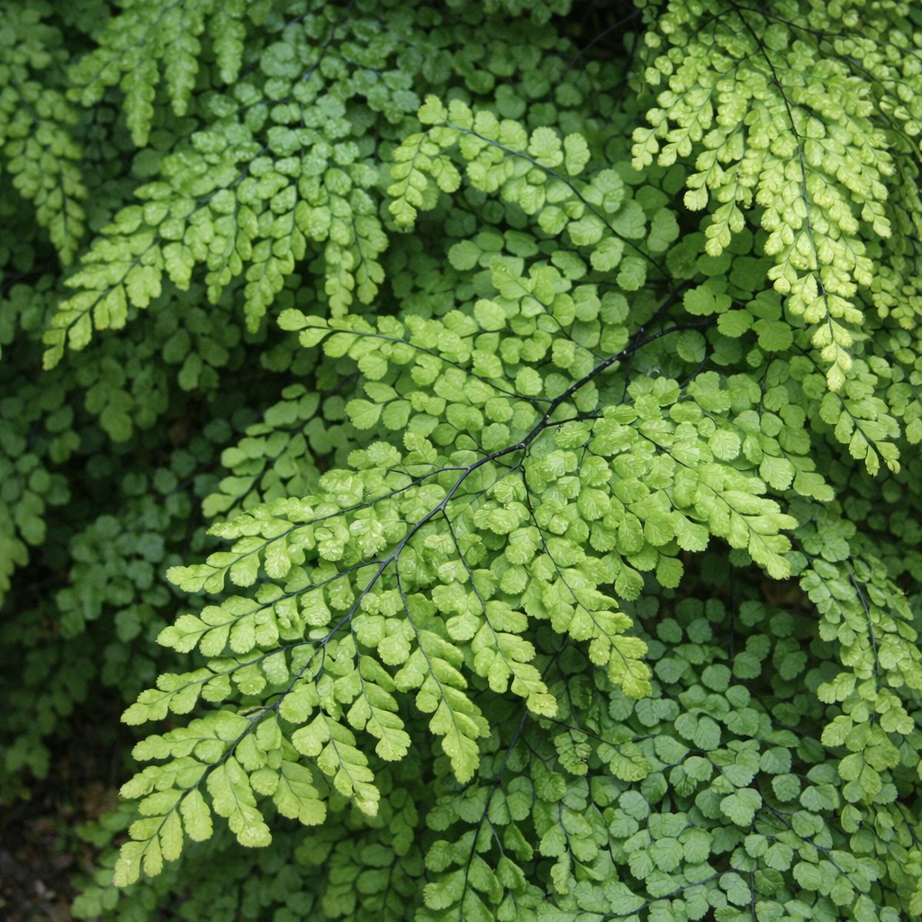 Adiantum venustum
